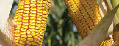 Pioneer PR39F58 header