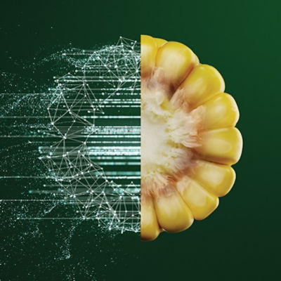 Pioneerkukorica56056