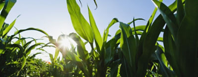 Pioneerujarculatcover