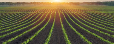 PrincipalPlusGold1440desktopcover