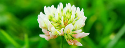 ProClova-Trefle-blanc