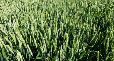 Product Genius Hero Image Mobile