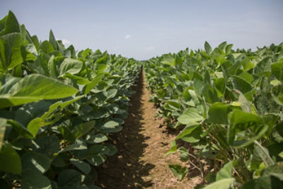 Protecting Yield Potential
