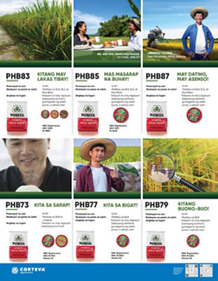 Types of Rice Hybrid Seeds