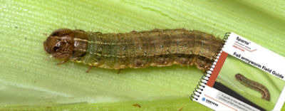 Fall Armyworm