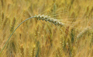 Related Content image Cereale insecticide Desktop 328 x 200