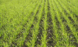 Related_Content_Card_desktop_328x200_Bizon