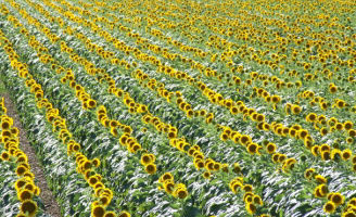 Related_Content_Card_desktop_328x200_Perenal