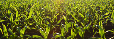 ከቤት ዴስክቶፕ በላይ