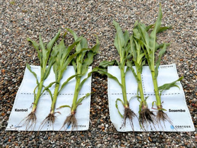 Visuel sammenligning af planteudvikling: Planterne til højre, behandlet med Sosemba™, viser tydeligt øget vækst og vitalitet, mens de ubehandlede planter til venstre udvikler sig normalt under de samme forhold