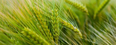 Rexadcoverproductpage