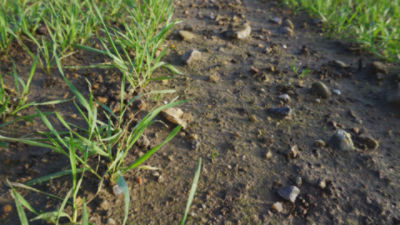 Rexade 440, ukrudtsbekæmpelse