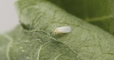 Silverleaf whitefly