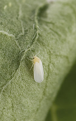 Silverleaf whitefly - Applaud