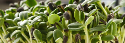 Plant Sciences Symposia