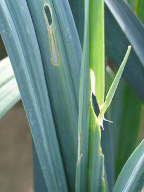 Schade door de preimot