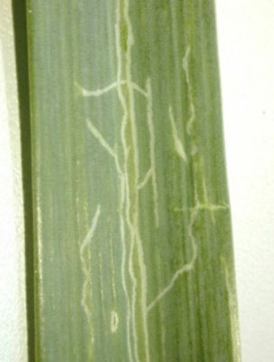 Schade door de mineervlieg