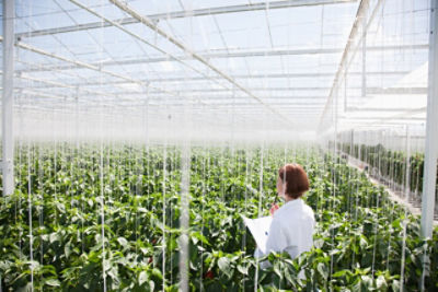 Scientist examining plants in greenhouse