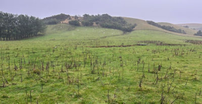 Dead Cali thistles in Autumn