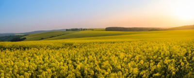 Social_Facebook-PT303 for January Arable Update