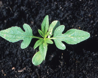 Giant ragweed