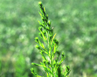 Marestail (horseweed)