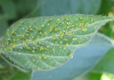 Soybean aphid