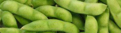 Soybean