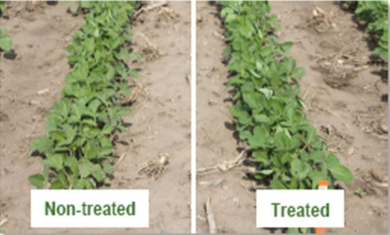 2012 side-by-side comparison of non-treated soybeans