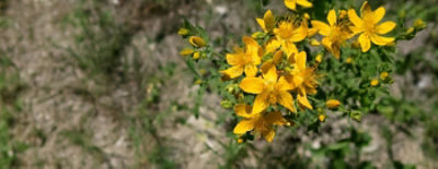 Grazon Extra herbicide