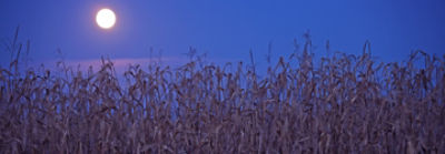 crop field under dark sky