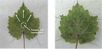 leaf sample side by side