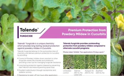 Talendo - Powdery Mildew in Cucurbits