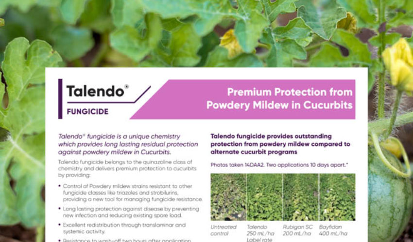 Talendo - Powdery Mildew in Cucurbits