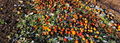 The Right Calories Rotten Fruit