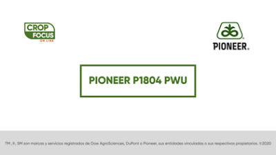 Maiz Semilla Agronomia Híbrido