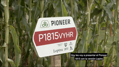 Maiz Semilla Agronomia Híbrido 