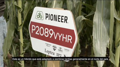 Maiz Semilla Agronomia Híbrido