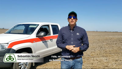 Agonomo Maiz Pioneer Chinche Plaga