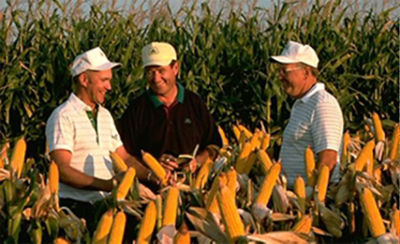 Corn Market Leader