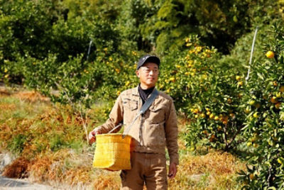 雨が降っても長く効く！ かんきつのカイガラムシ対策には『トランスフォーム™ フロアブル』