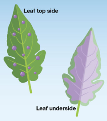 leaf graphic