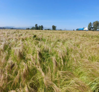 Teff field