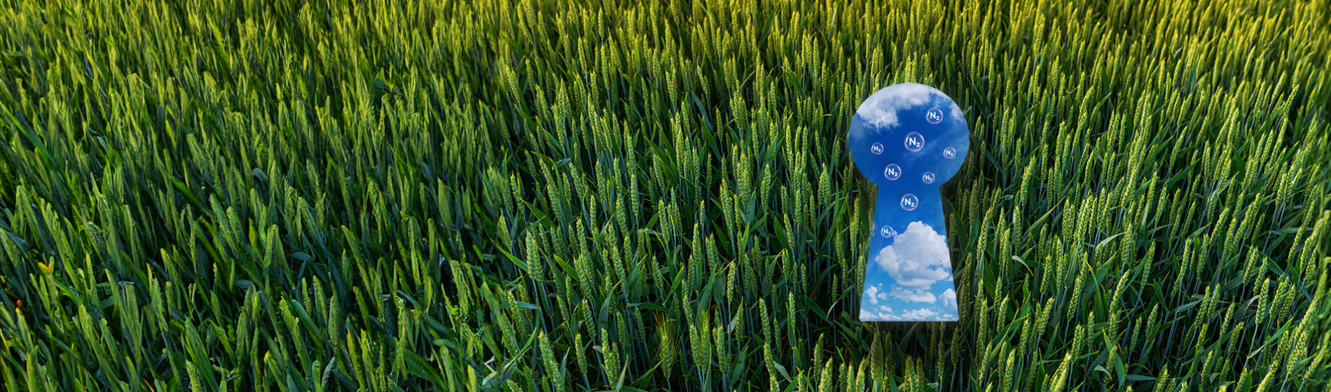 Utrisha N Wheat