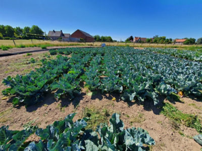 Utrisha Rhizo bloemkool