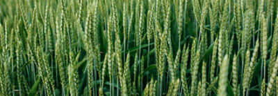 Utrisha N BlueN en cereales