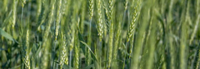 Utrisha_N_BlueN_graanII