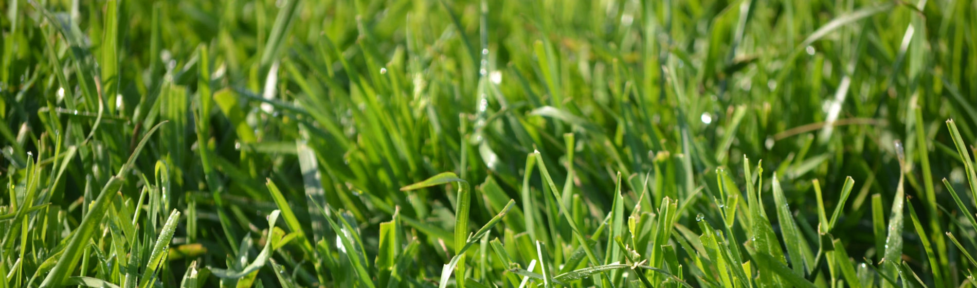 V2-IMG-Green_grass_beauty_shot-Corteva-NA_US-V1.jpeg