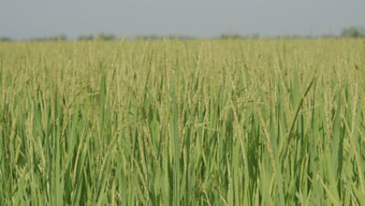 VN_Crop Protection