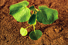 Velvetleaf